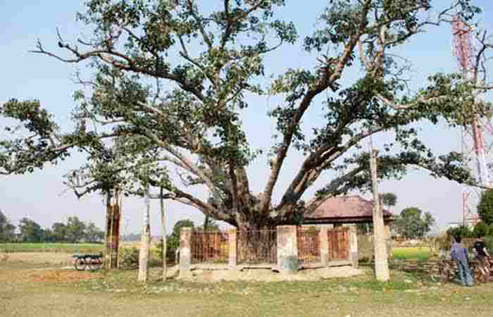 Banyan Tree and Bhutir Cremation Ground